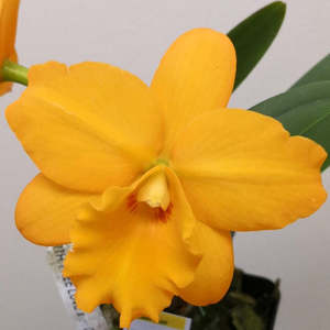 Cattleyas: Rth. Hsinying Topaz 'Yellow' x C. Minibeau (FLASK)