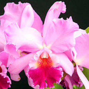 C. (Tokyo Magic x Bonanza Queen) x Cariad's Mini-Quinee (FLASK)