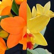 Rth. Hsinying Topaz 'Orange' x Hsinying Topaz 'Yellow' (FLASK)