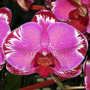 Phal. OX Firebird (pink splash) x self (FLASK)