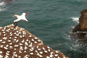 Products: West Coast Gannet Colony and Wine Tour