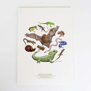 Products: Fauna Colour Art Print