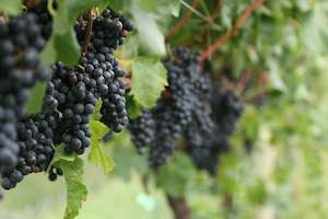 Featured Wines: Organic Wine Starter Pack (6 or 12 Pack)