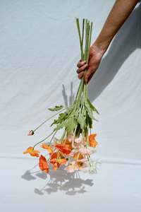 Frontpage: The Poppies