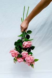 Frontpage: The Pink Roses