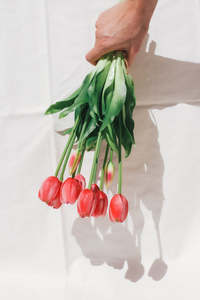 Frontpage: The Tulips