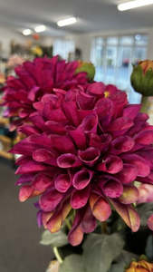 Homewares: English Dahlia - Magenta