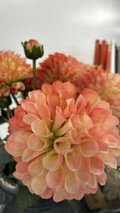 Homewares: English Dahlia - Peach