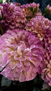 Homewares: Royal Dahlia - Lavender
