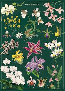 Products: Cavallini Orchids Poster Wrap