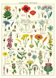 Products: Cavallini Wildflowers Poster Wrap