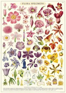 Products: Cavallini Flora Specimens Poster Wrap