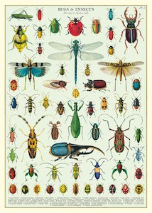 Products: Cavallini Bugs And Iinsects Poster Wrap