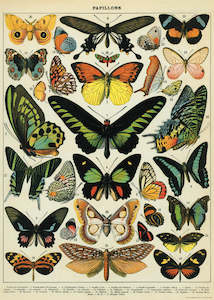 Products: Cavallini Butterflies Poster Wrap