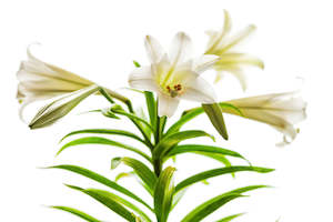 Christmas: Christmas Lily Bouquet