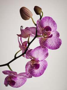 Get Well: Moth Orchid Double Stem