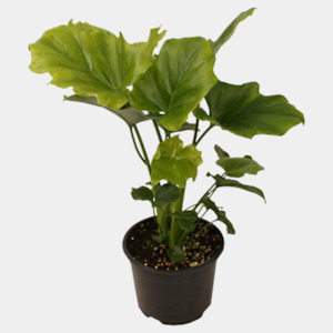 Get Well: Philodendron Hope