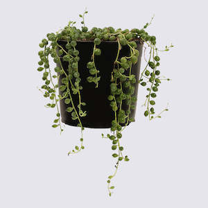 House Plants: String of Pearls