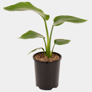 House Plants: White Bird of Paradise