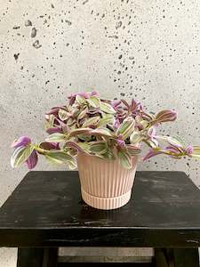 House Plants: Tradescantia sweetness