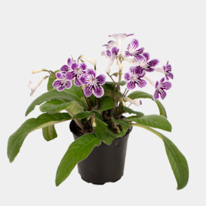 House Plants: Cape Primrose