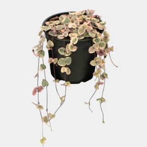 Variegated Chain of Hearts