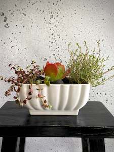 House Plants: Gretian Plant Set