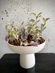 House Plants: Tradescantia Plant Set
