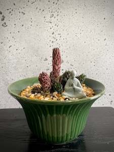 Succulent Plant Set