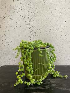 String of Pearls