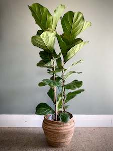 House Plants: Fiddle-leaf (Large)