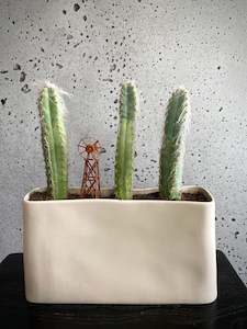 Blue Torch Cacti Set