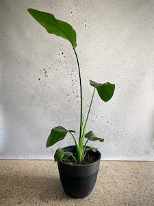 White Bird of Paradise (Large)