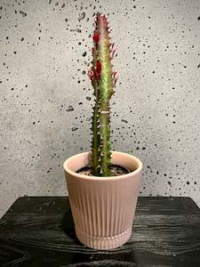 House Plants: African Milk Tree Set