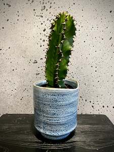 House Plants: Candelabra Tree Set