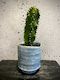 Candelabra Tree Set