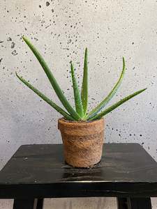 House Plants: Aloe Vera