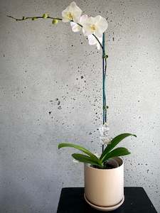 House Plants: XL Phalaenopsis Orchid White