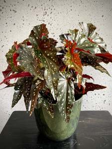 Begonia Black Forest