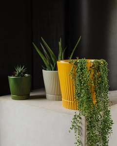 Cover Pots: Indie Cover Pot Large