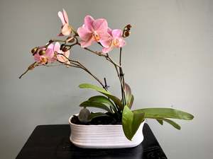 House Plants: Ashley Mini Orchid Set