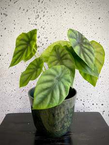 Alocasia Green Shield