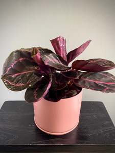 House Plants: Calathea Dottie