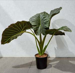 House Plants: Elephant Ear