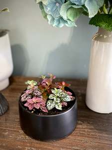 House Plants: Polka dot set