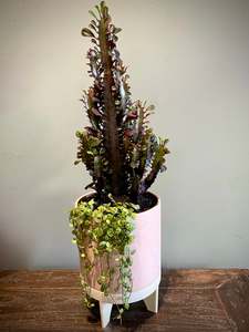 Florence plant set – style 2