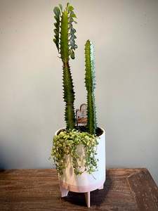 House Plants: Florence plant set – style 1