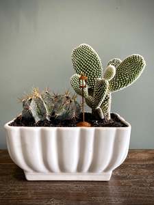 Cactus Set w/ Street Lamp