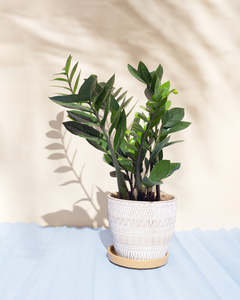 ZZ plant (Large)