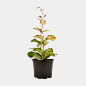 House Plants: Hoya Lisa (coming soon)
